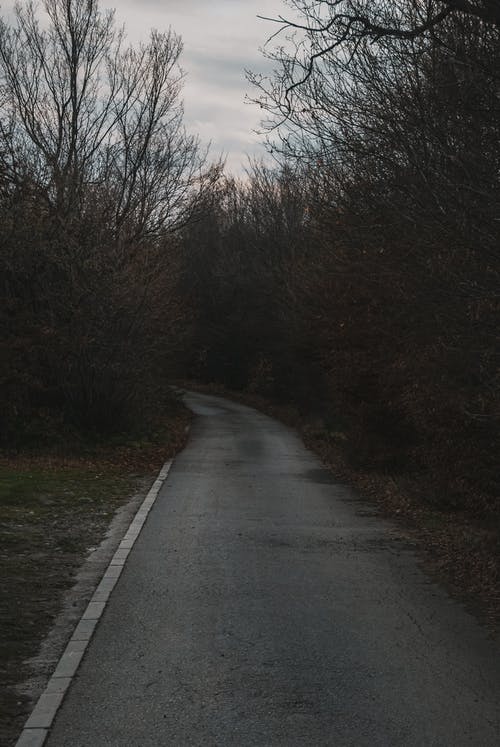 有关垂直拍摄, 无叶的树木, 森林的免费素材图片