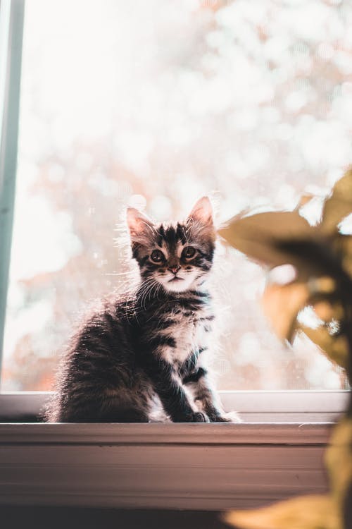 有关動物, 哺乳動物, 垂直拍摄的免费素材图片