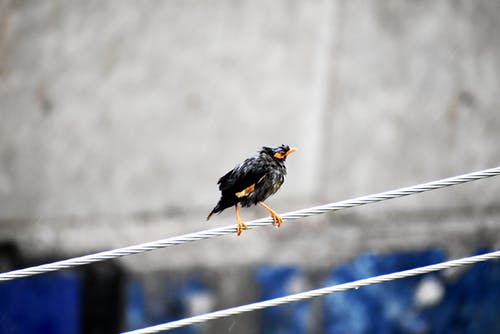 有关棲息, 蜂鳥, 鳥類學的免费素材图片