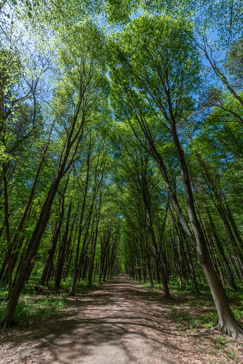 有关分支機構, 小徑, 樹葉的免费素材图片