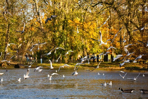 有关動物, 動物攝影, 天性的免费素材图片