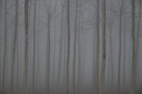 有关天性, 有雾的景观, 森林的免费素材图片