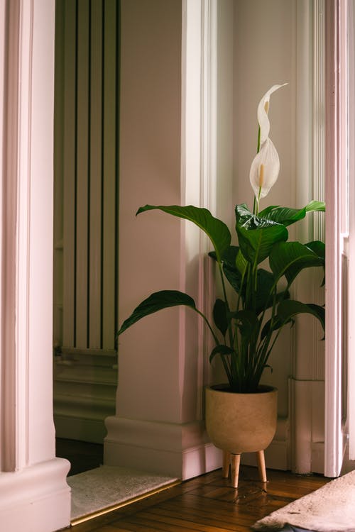有关垂直的, 室內, 植物摄影的免费素材图片