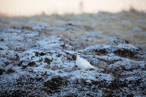 有关冬季, 動物, 觀鳥的免费素材图片
