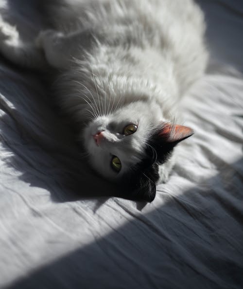 有关動物, 動物攝影, 哺乳動物的免费素材图片