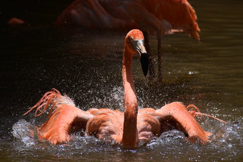 有关戶外, 日光, 游泳的免费素材图片