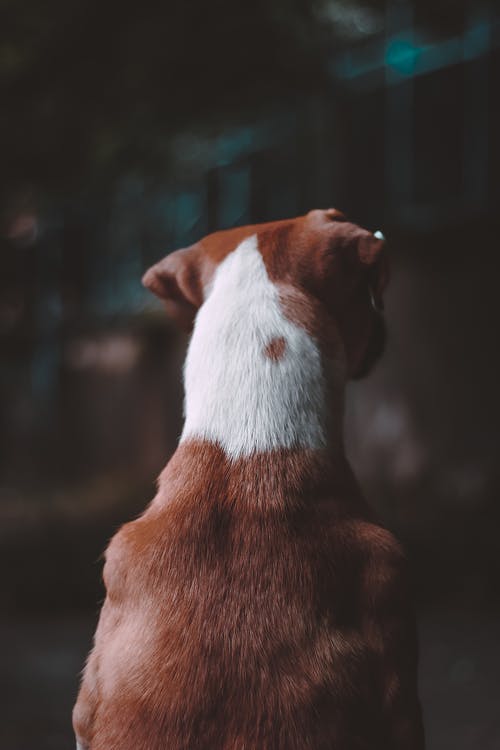 有关動物, 哺乳動物, 垂直拍摄的免费素材图片