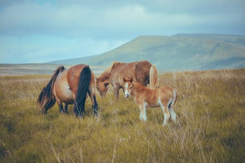 有关動物攝影, 哺乳動物, 國內的免费素材图片
