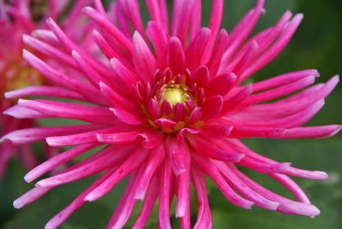 有关微距攝影, 植物群, 花卉摄影的免费素材图片