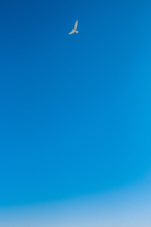 有关垂直拍摄, 天空, 飛行的免费素材图片