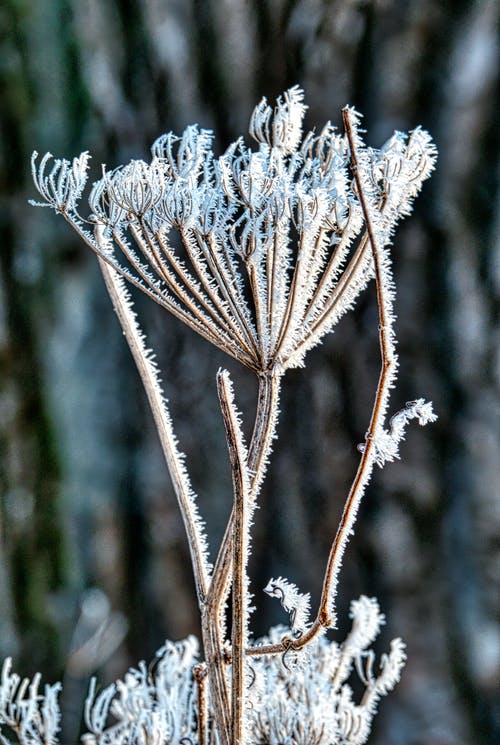 有关冬季, 工厂, 植物的的免费素材图片