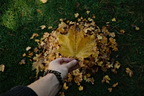 有关下落, 季節, 手的免费素材图片