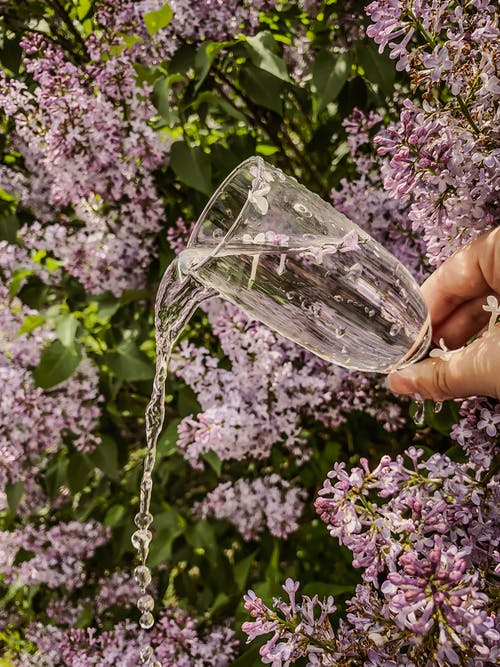 有关傾注, 垂直拍摄, 手的免费素材图片