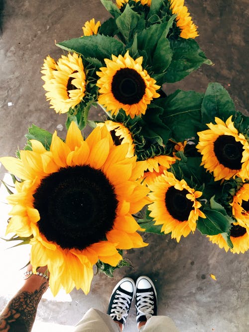 有关俯視圖, 向日葵, 垂直拍摄的免费素材图片