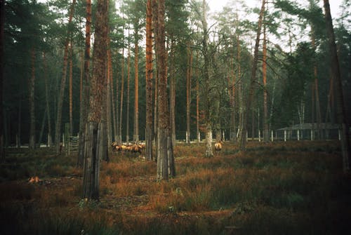 有关天性, 森林, 棲息地的免费素材图片