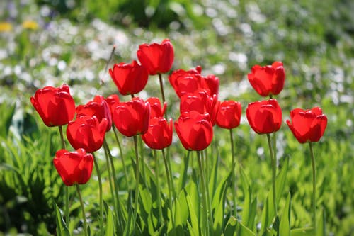 有关天性, 戶外, 特写的免费素材图片