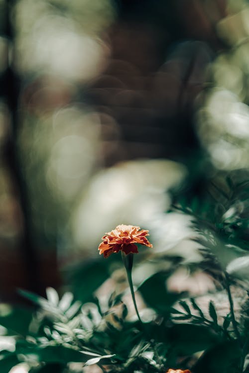 有关垂直拍摄, 紅花, 花卉摄影的免费素材图片