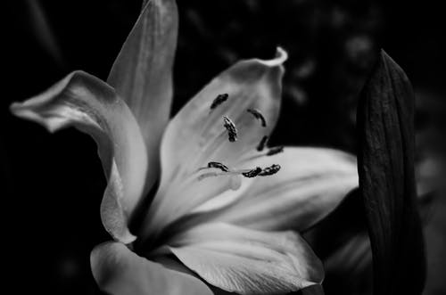 花与水滴的灰度照片 · 免费素材图片