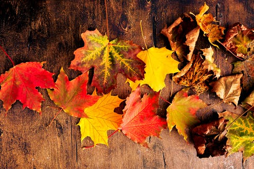 有关乾燥, 壁紙, 木桌的免费素材图片