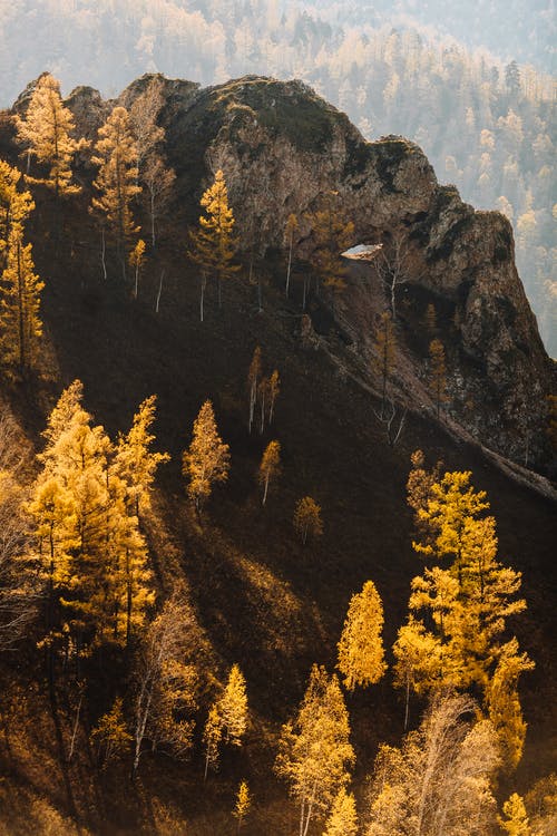 黄色和绿色的树，在山上 · 免费素材图片