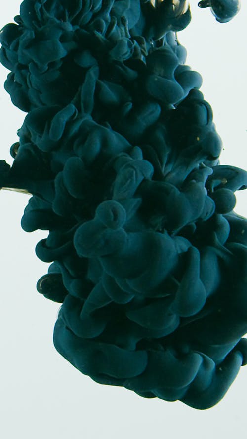 黑花在白色背景 · 免费素材图片