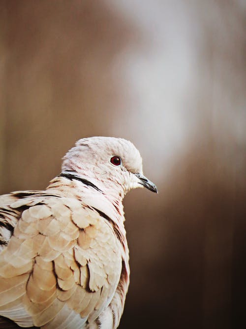 有关動物, 動物攝影, 垂直拍摄的免费素材图片