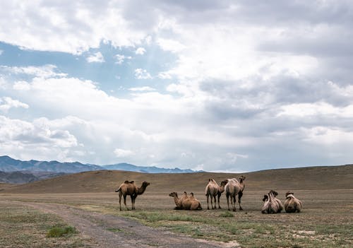有关一群動物, 哺乳動物, 戶外的免费素材图片