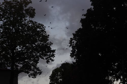 有关低角度拍攝, 剪影, 多雲的的免费素材图片