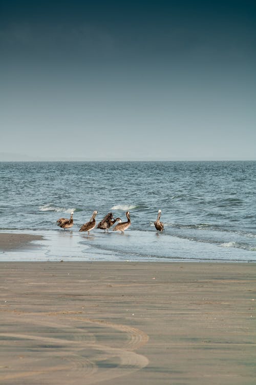 有关動物, 垂直拍摄, 岸邊的免费素材图片