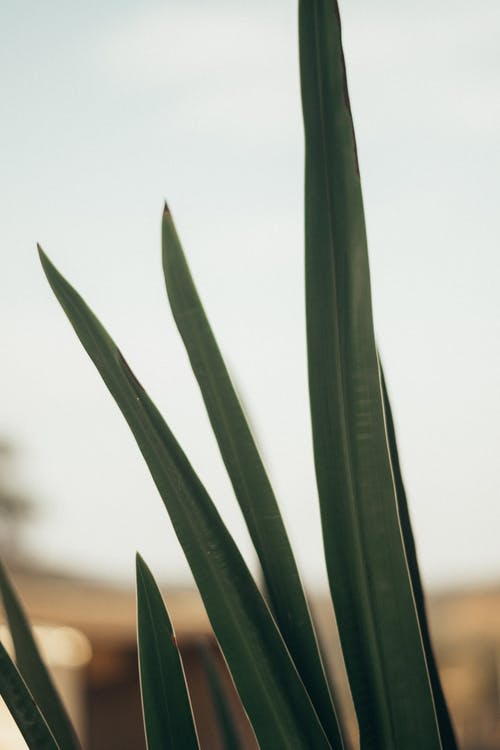 绿叶植物的特写照片 · 免费素材图片