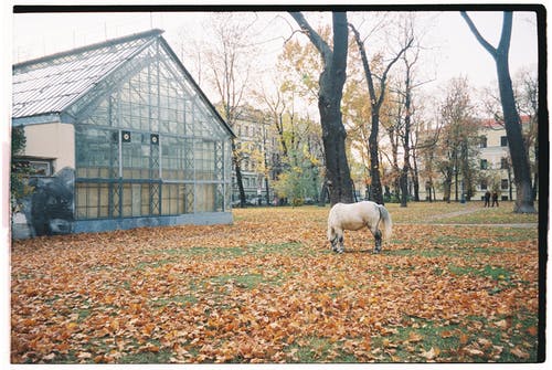 有关光秃秃的树木, 建築, 溫室的免费素材图片