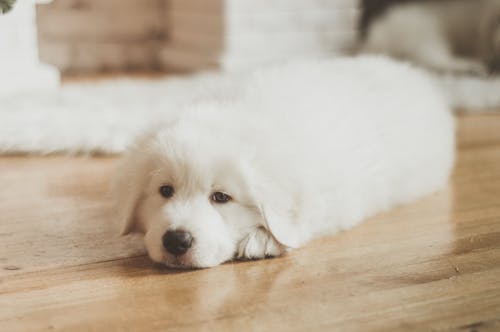 有关動物, 地板, 室內的免费素材图片