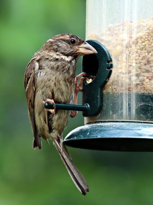 有关動物攝影, 垂直拍摄, 種子的免费素材图片