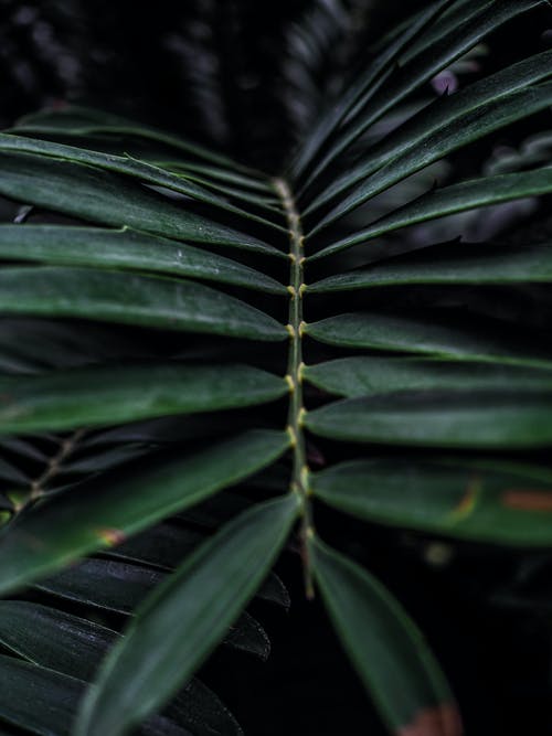 有关垂直拍摄, 天性, 植物學的免费素材图片