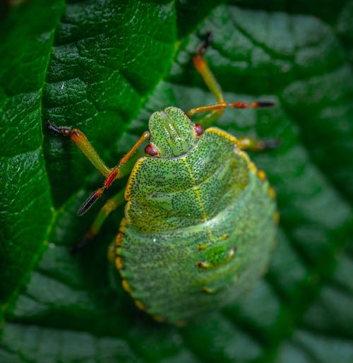 有关微距攝影, 昆蟲, 葉子的免费素材图片