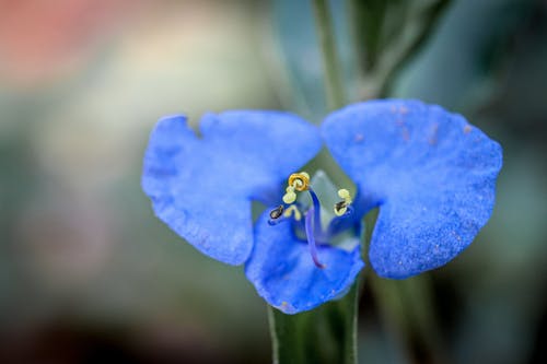 有关亚洲白日花, 植物的, 植物群的免费素材图片