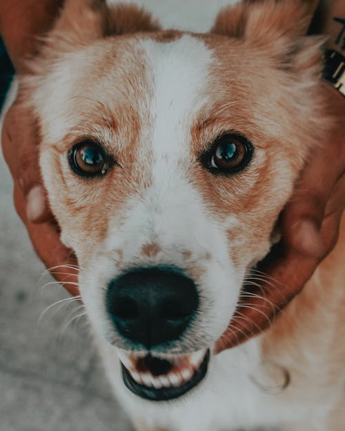 有关動物攝影, 垂直拍摄, 寵物的免费素材图片