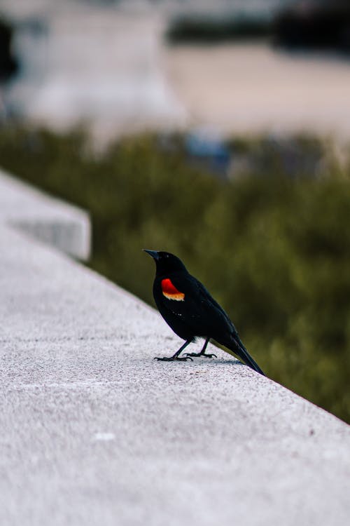 有关側面圖, 冬季, 動物的免费素材图片