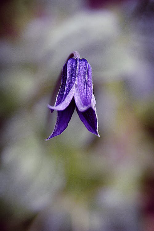 紫色的小花在转移镜头 · 免费素材图片
