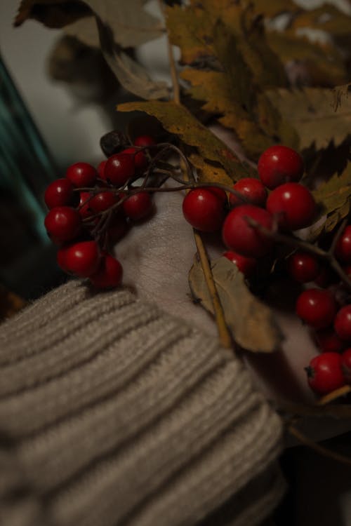 有关垂直拍摄, 小蕃茄, 有養分的的免费素材图片