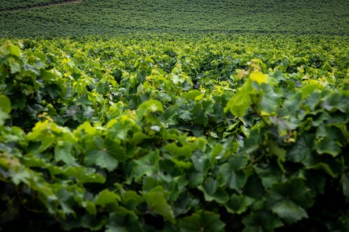 有关景觀, 田, 绿色植物的免费素材图片