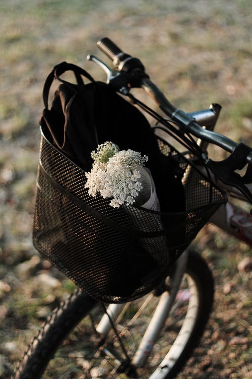 有关垂直的, 白色的花朵, 籃子的免费素材图片