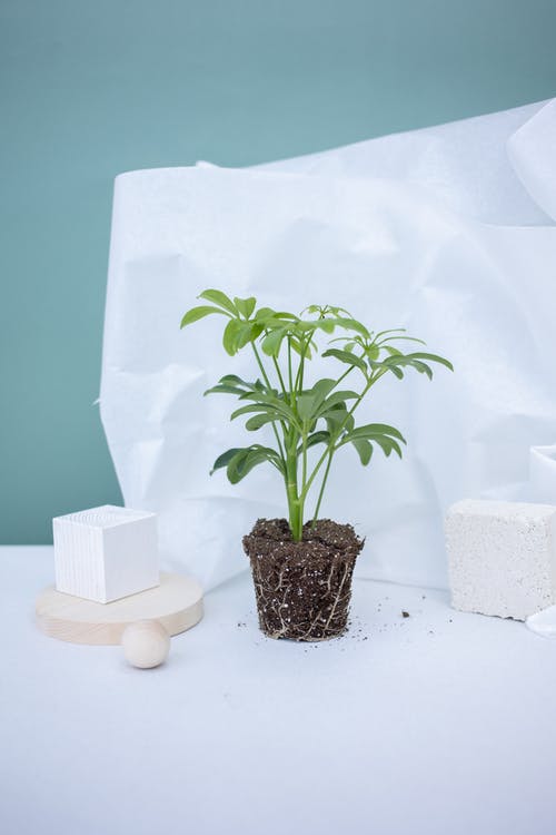 有关土, 垂直拍摄, 增長的免费素材图片