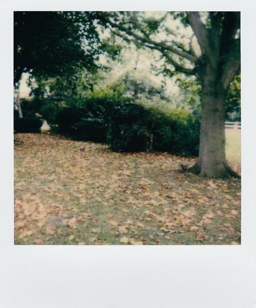 干树叶覆盖树木下的花园地面 · 免费素材图片