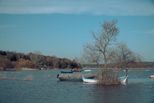 有关停泊, 樹, 水的免费素材图片