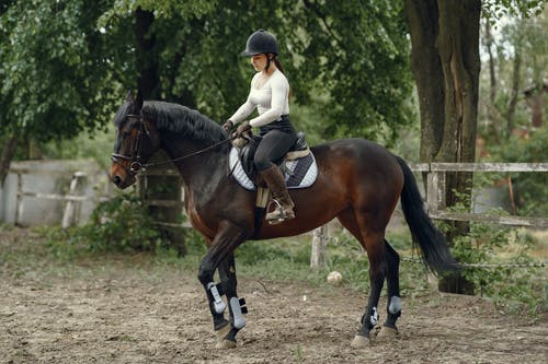 有关女人, 年輕, 馬的免费素材图片