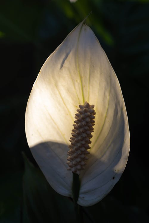 有关和平百合, 宏觀, 景深的免费素材图片