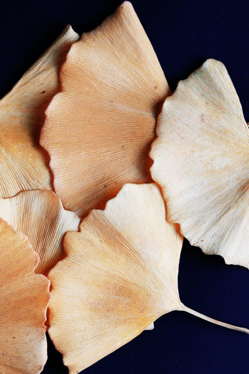 白色和棕色的花瓣 · 免费素材图片