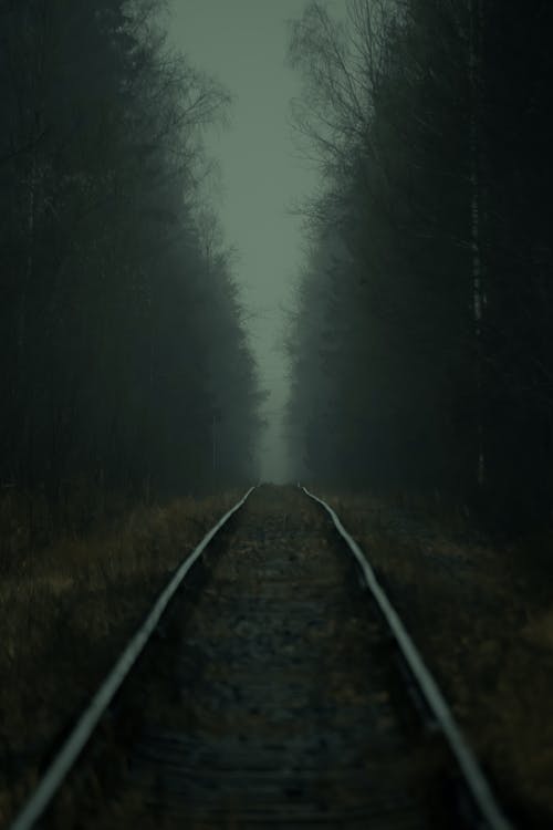 有关垂直拍摄, 森林, 樹木的免费素材图片