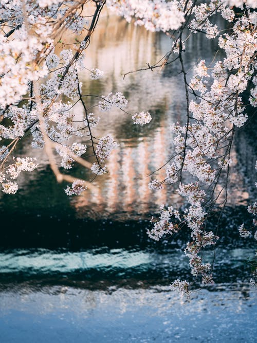 有关垂直拍摄, 植物群, 櫻花的免费素材图片
